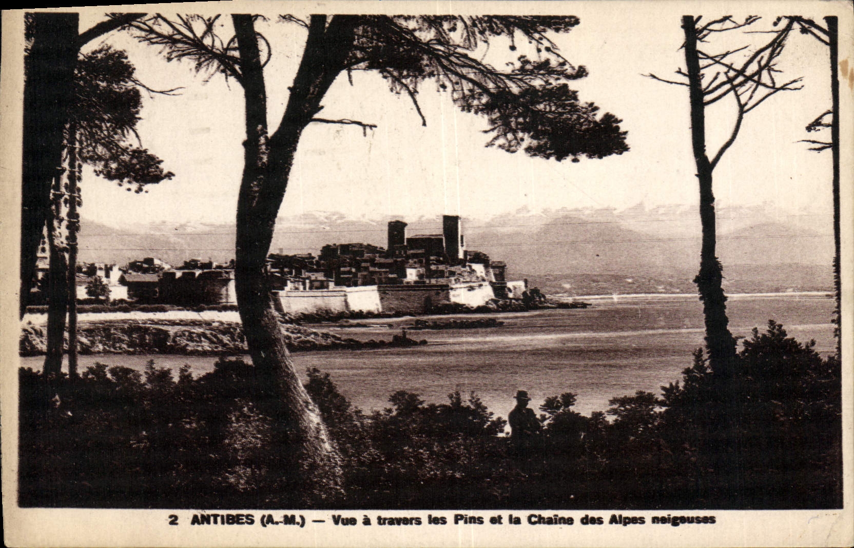 Antibes (A.M.) — Vue à travers les Pins et la Chaîne des Alpes neigeuses — ADIA IMP. NICE