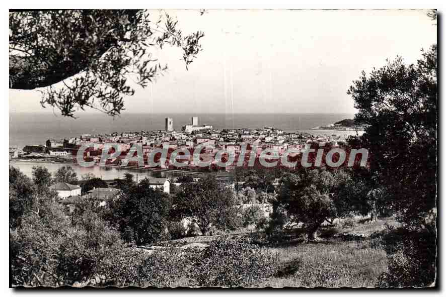 CPA Antibes Vue Generale Les Oliviers