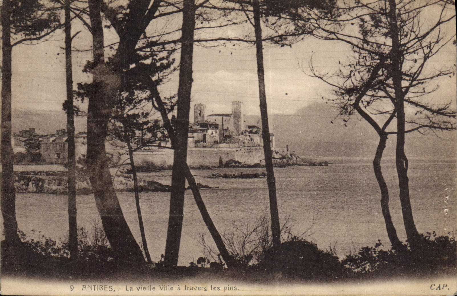 CPA Antibes La Vieille Ville à travers Les Pins