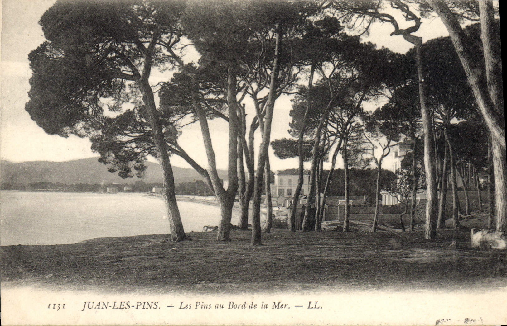 Juan-les-Pins — Les Pins au Bord de la Mer — LL. n° 1131