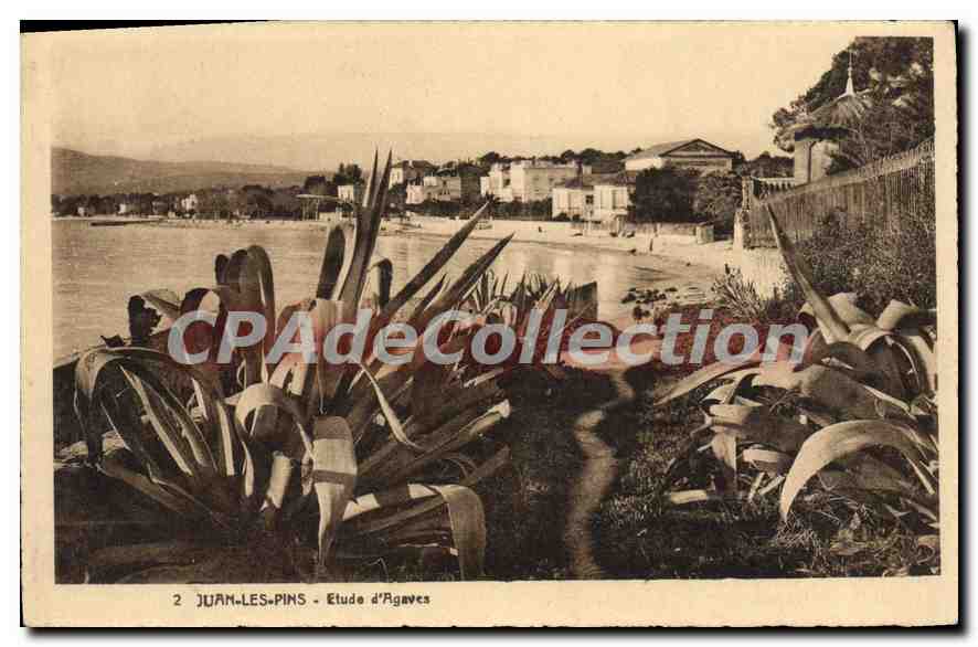 Juan-les-Pins — Étude d'Agaves — Édition Théophile Lachamp
