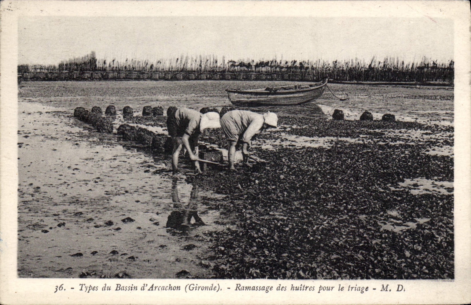 Bassin d'Arcachon (Gironde) — Ramassage des huîtres pour le triage — M. D.
