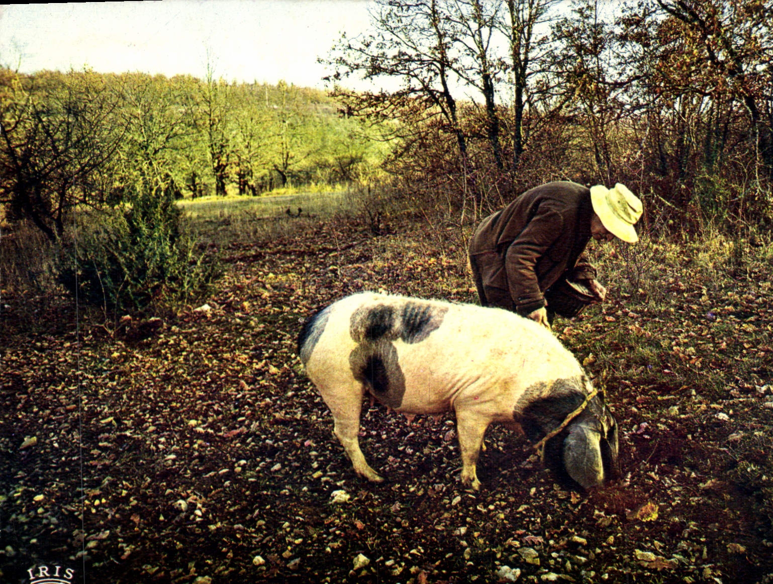 CPSM Le Perigord Pittoresque Chercheur De Truffes