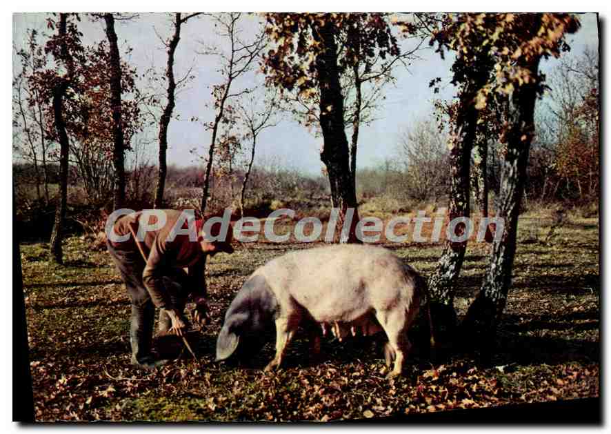 CPSM Le Perigord Pittoresque Chercheur De Truifes