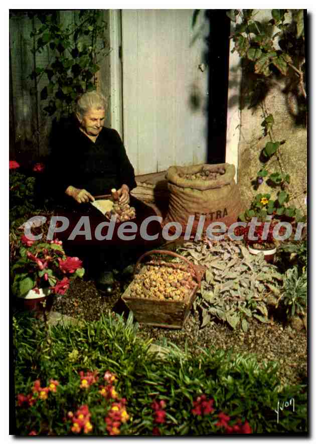 CPSM Couleurs Et Lumiere De Franc Casseuse De Noix
