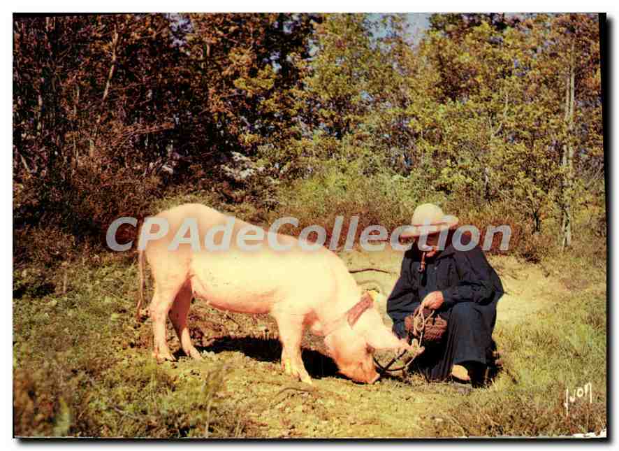 Trüffelsucher mit Schwein — Périgord — Éditions Jean Jauzé