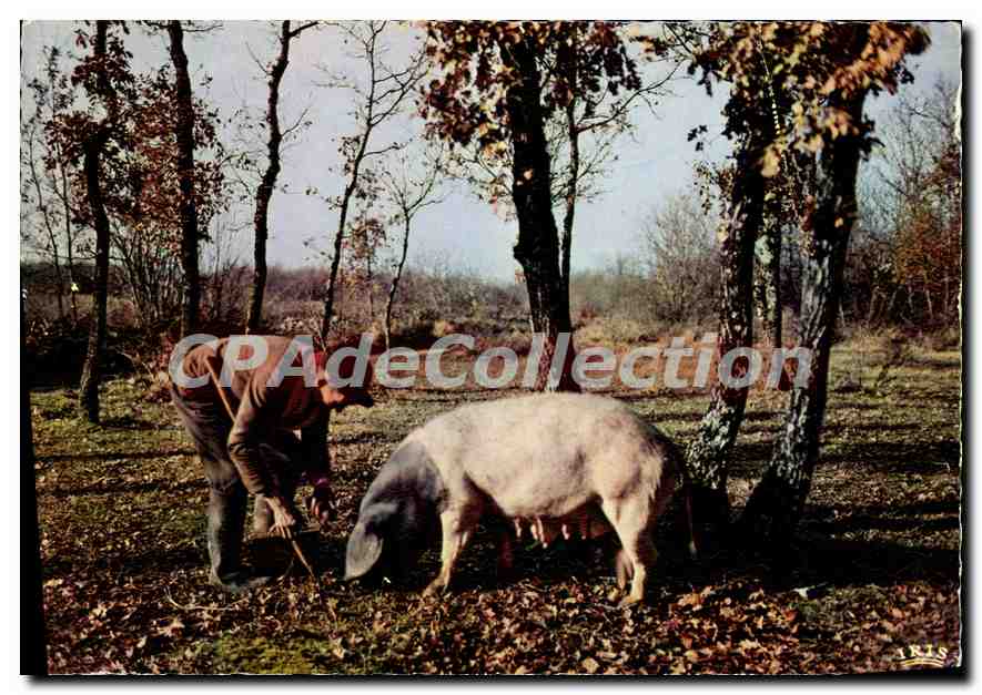 CPSM Le Perigord Pittoresque Chercheur De Trufies