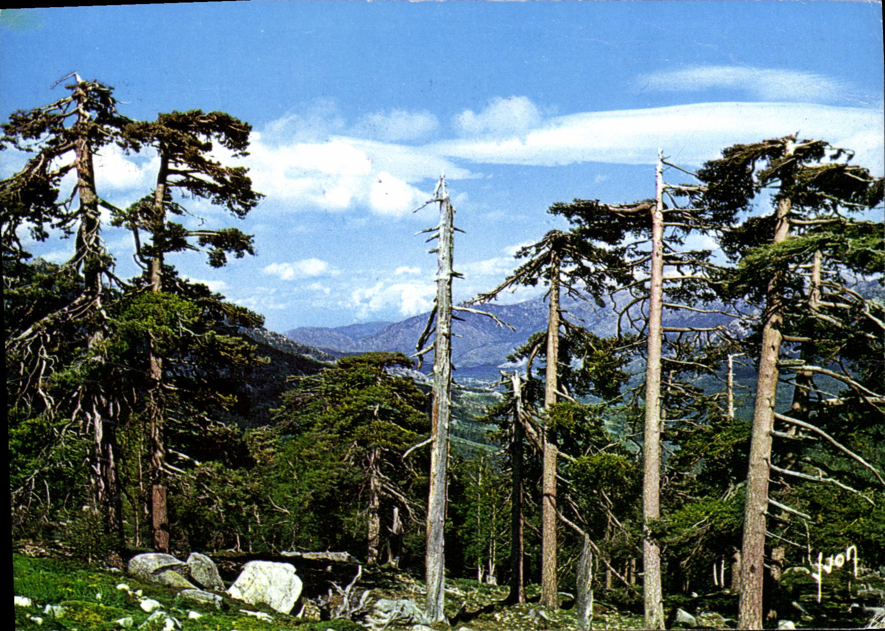 CPSM La Corse Oasis De Beaute Col De Vergio