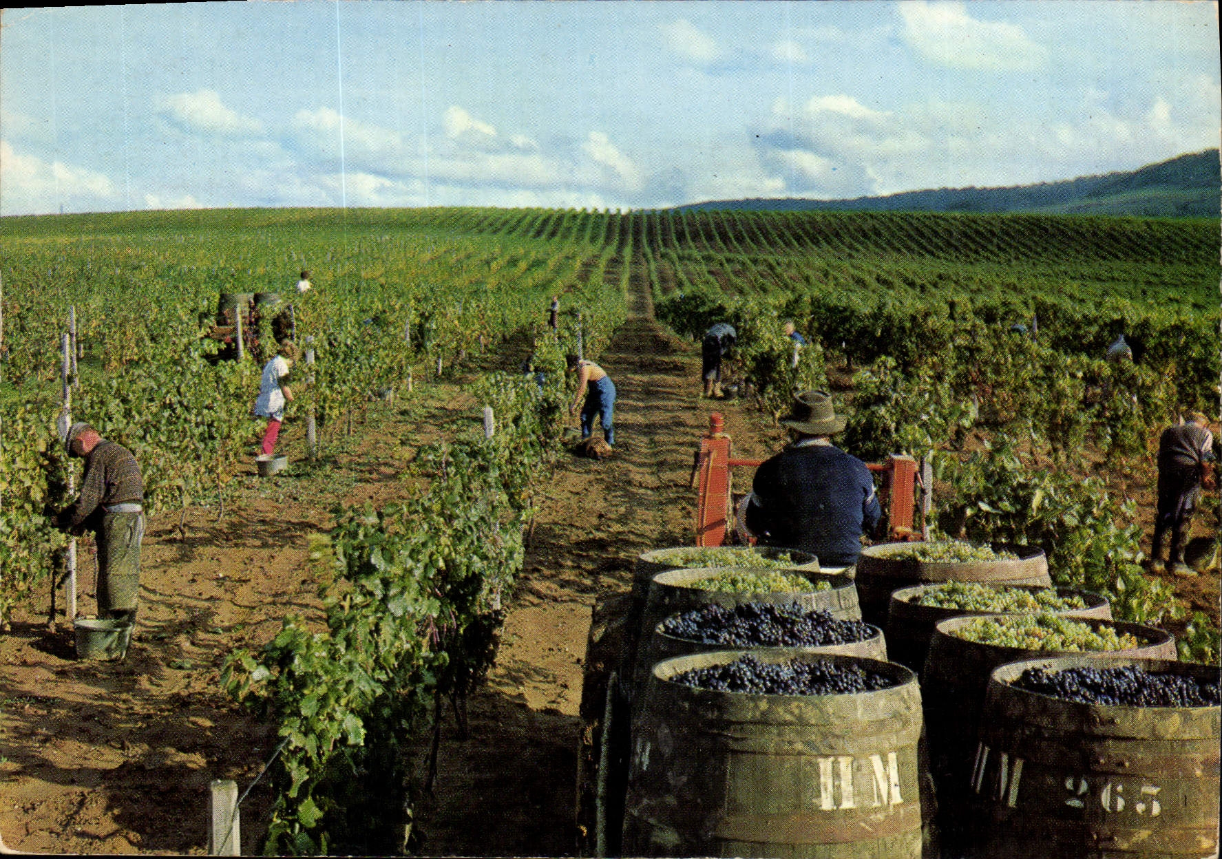 Récolte du vin — Domaine Henri Maire, Arbois — HM 265