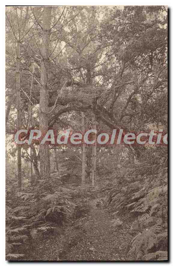 CPA Leon Landes Sous Bois Huchet 