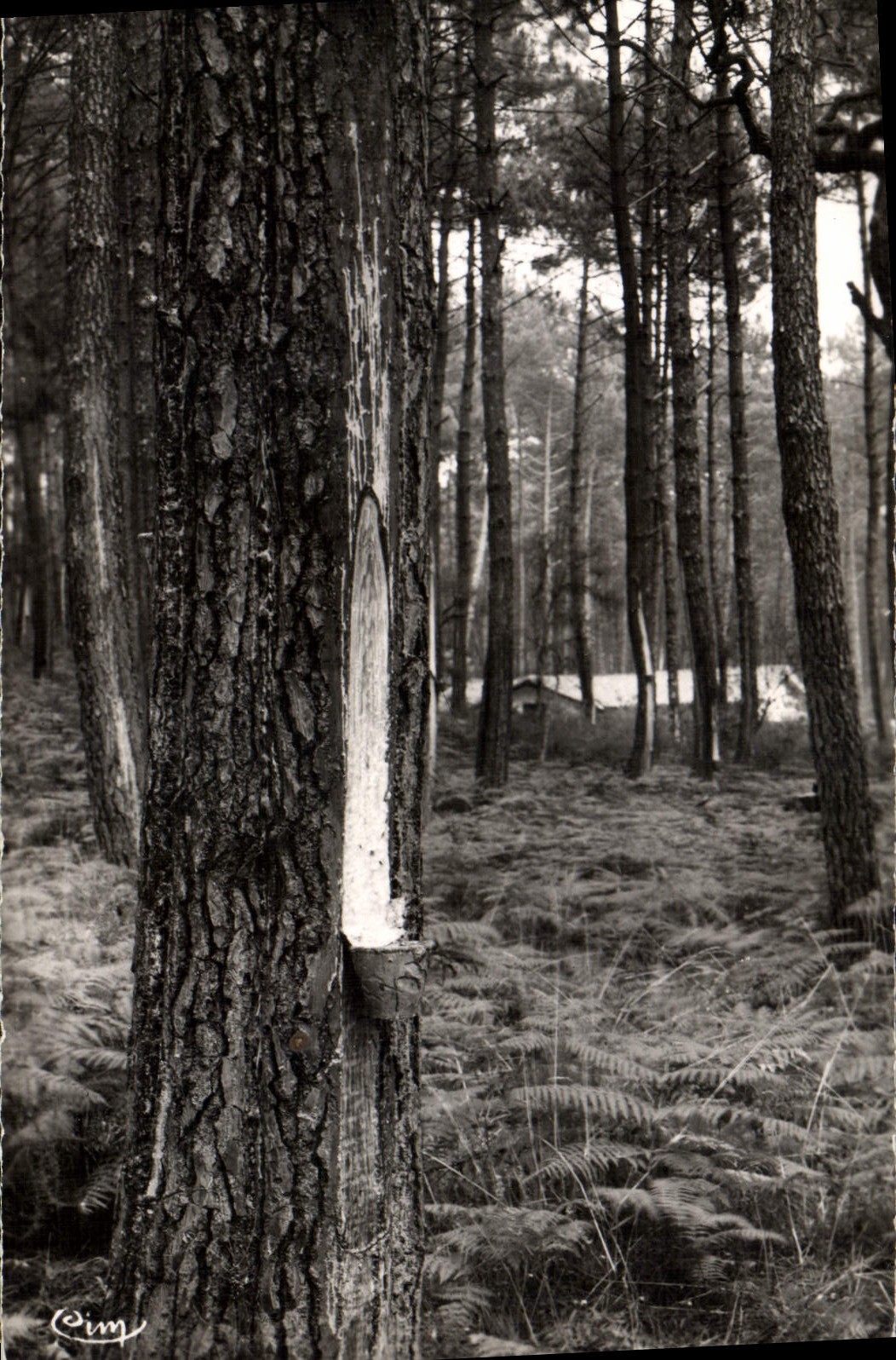 CPA Paysage Landais La Foret Saignee du Pin 