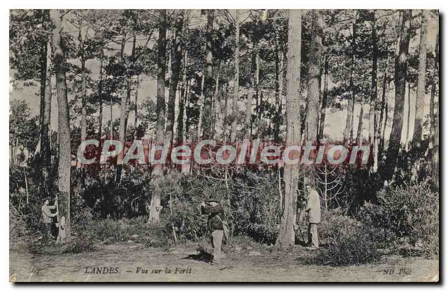 CPA Landes Vue Sur La Foret 