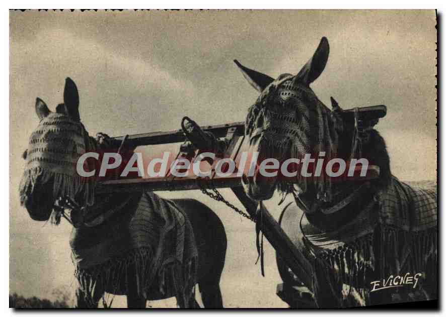 CPSM En Guyenne Gascogne Attelage de Mules Landaises 