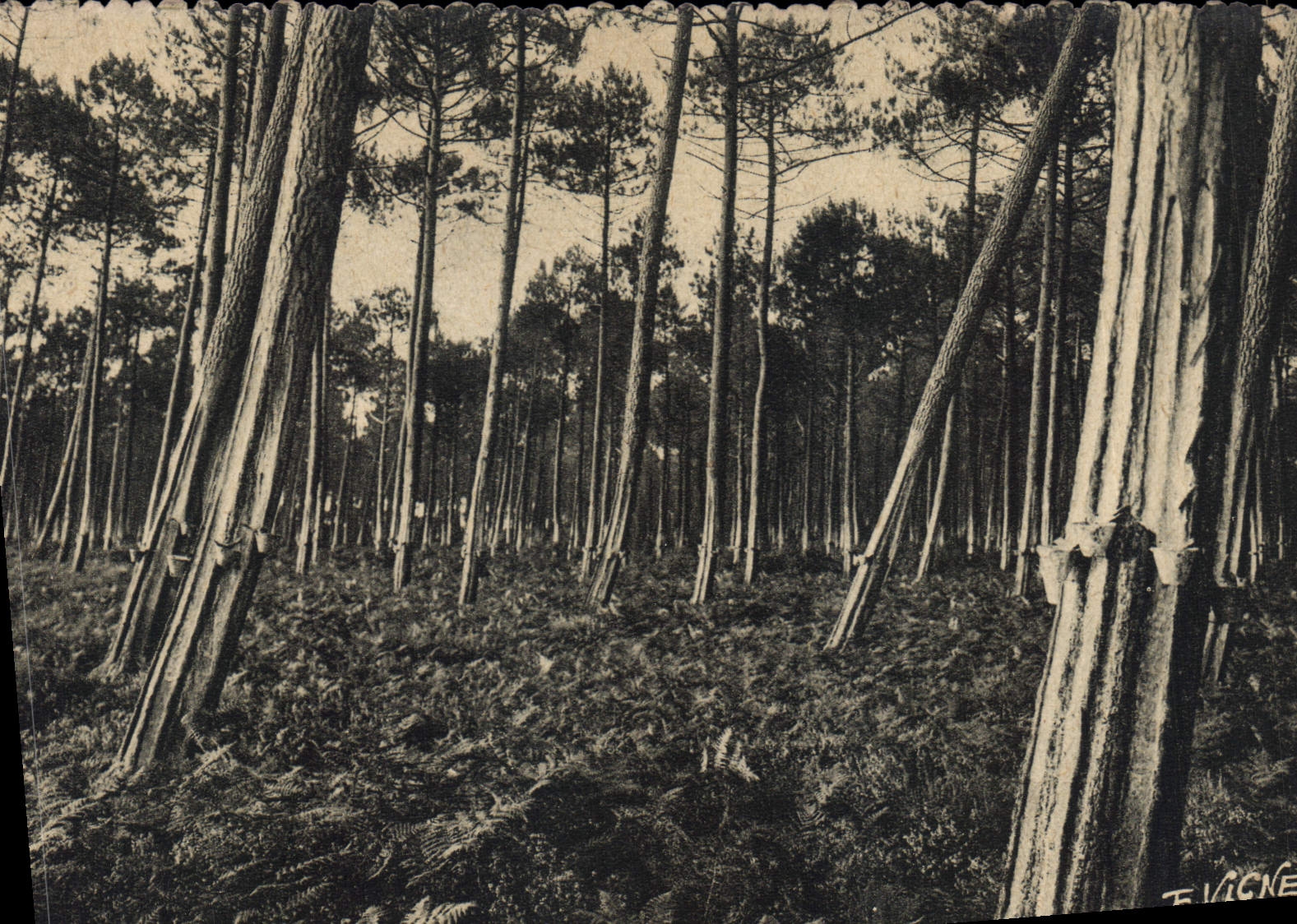 Forêt de pins en Guyenne-Gascogne — Éditeur E. Vigne, n°6