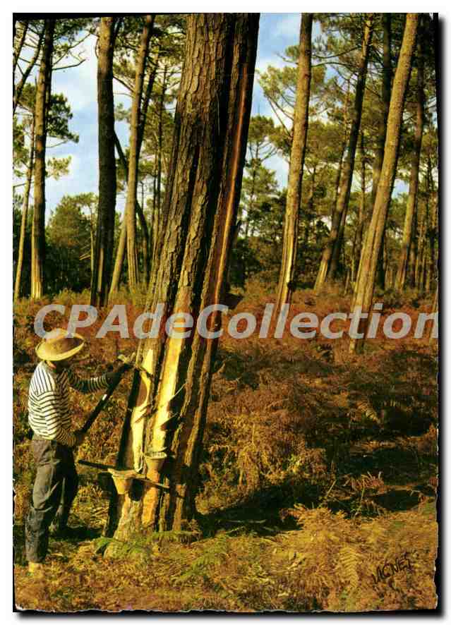 CPSM Visage des Landes Gemmeur au travail Sous bais automnal 