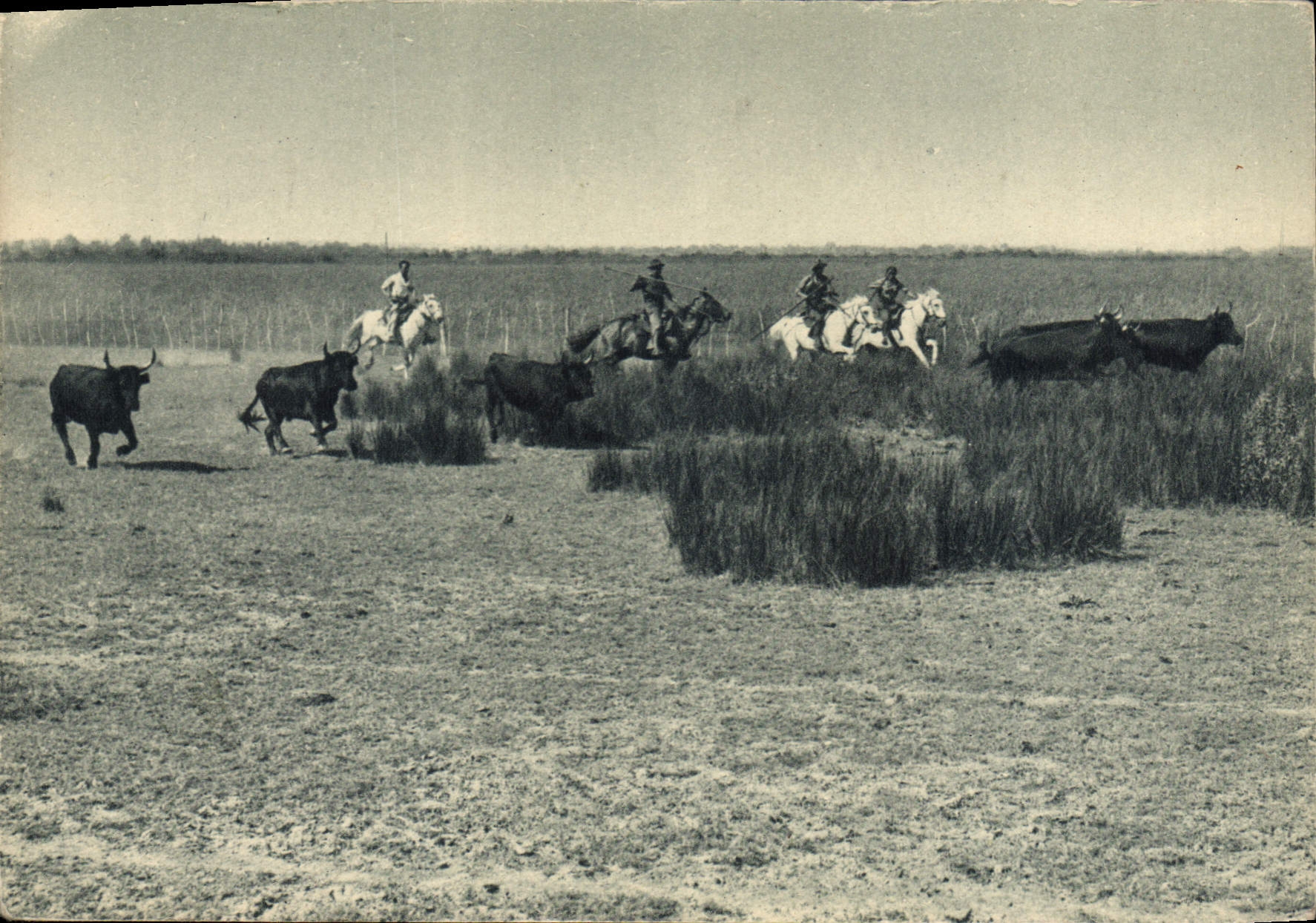 Chasse aux taureaux — Camargue — Éditions Photographiques Longarécaines & Cie