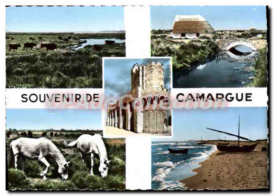 Camargue — Souvenir de Camargue — Éditions SEPT, NICE - Anverso
