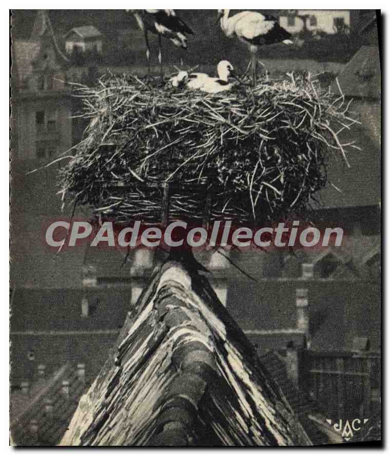 Cigognes d'Alsace — Chapelle de l'ancien Hôpital — Photo J. Sommer, Colmar