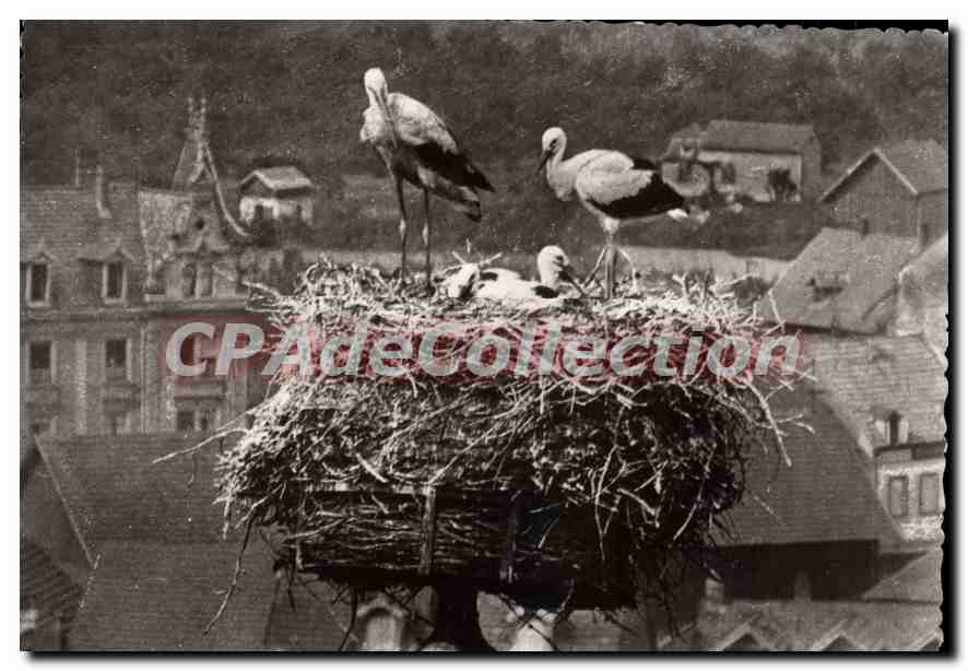 Cigognes d'Alsace — Chapelle de l'ancien Hôpital — Photo J. Sommer, Colmar