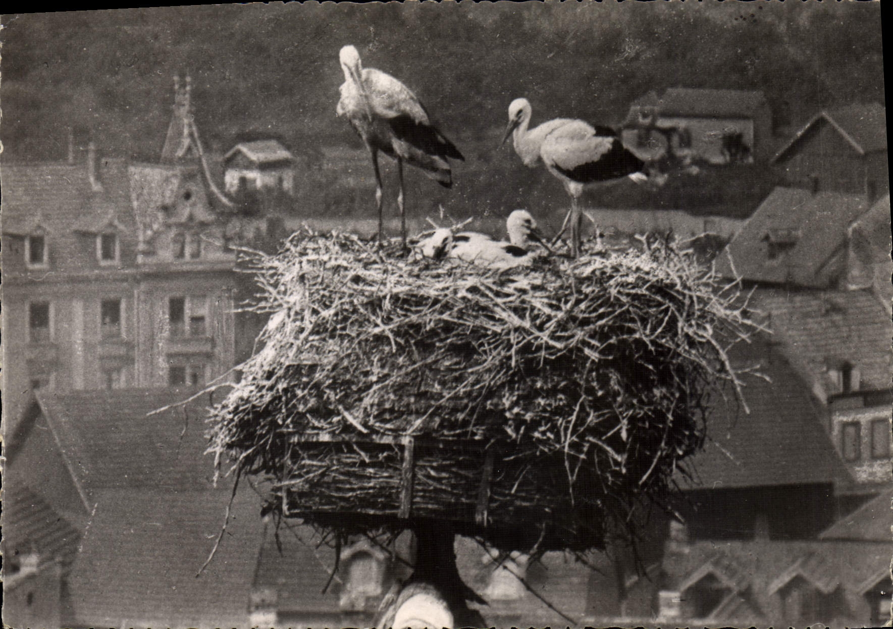Cigognes d'Alsace — Chapelle de l'ancien Hôpital — Photo J. Sommer, Colmar