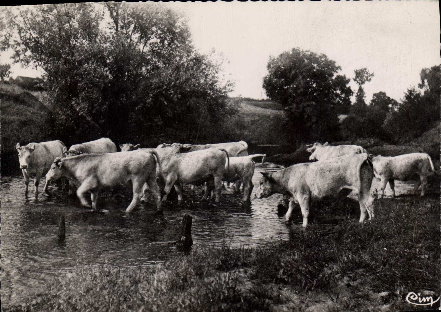 CPSM CHAROLLES Les Boeufs du Charollais vont se desalterer dans L'Arconce 