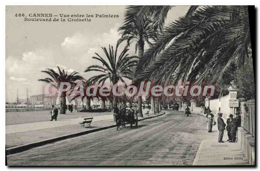 CPA CANNES Vue entre les Palmiers Boulevard de la Croisette 