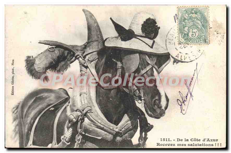 CPA De la cote d’azur recevez mes salutations cheval