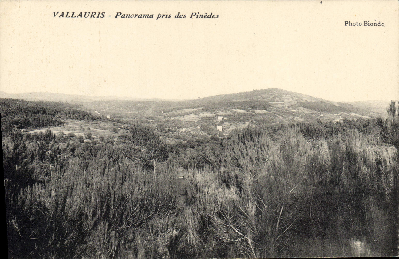 CPA VALLAURIS panorama pris des pinedes 