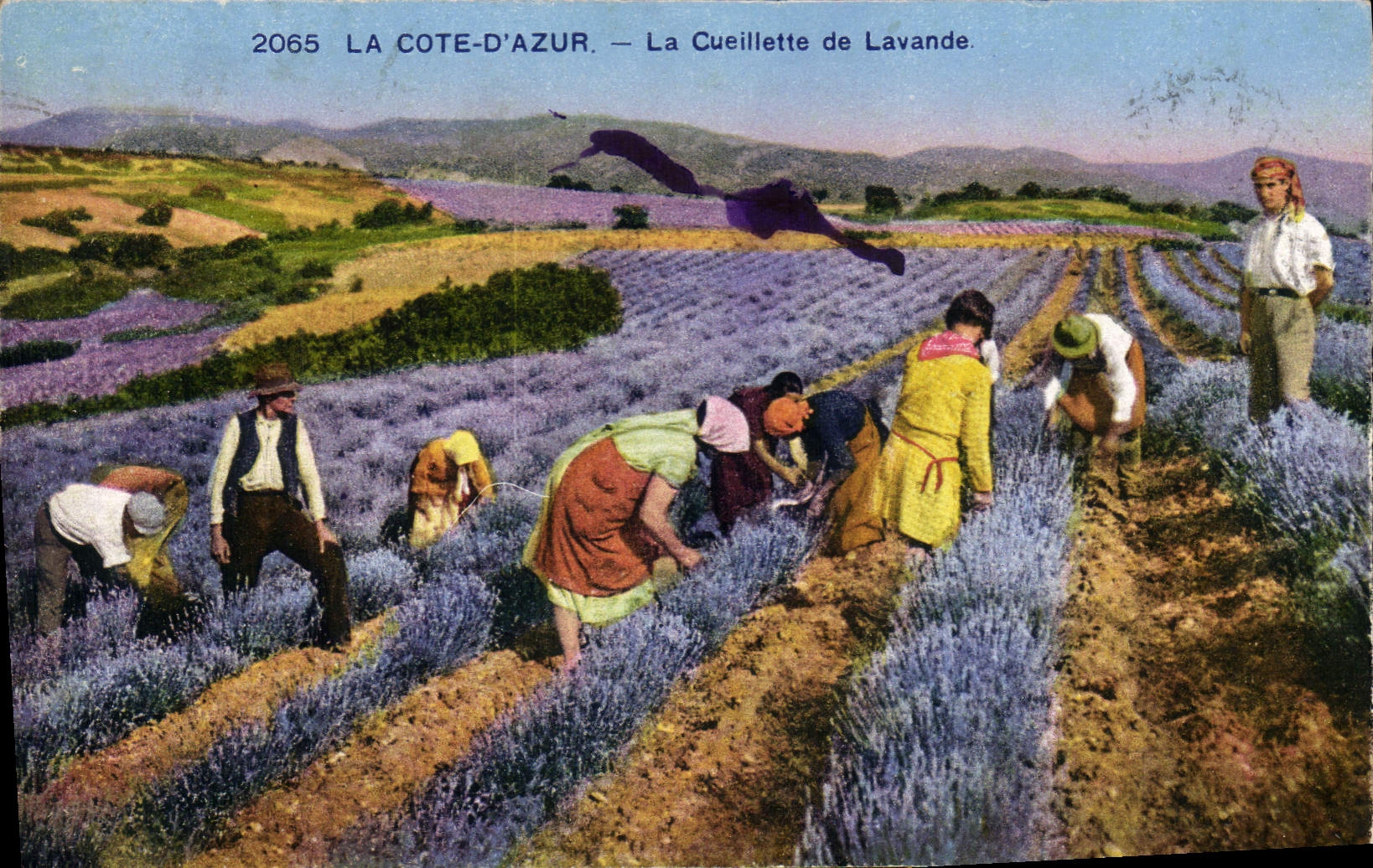 CPA La cote d’azur la cueillette de lavande 
