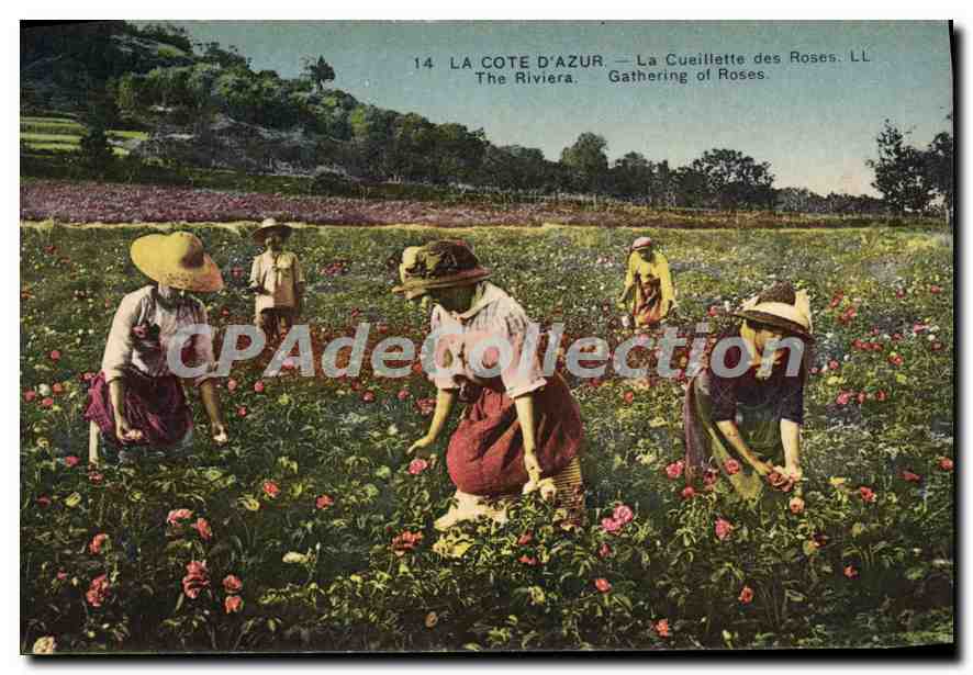 CPA La Cote d'Azur la Cueillette des Roses 