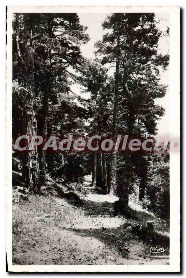 CPA Peira Cava Sentier dans la foret 