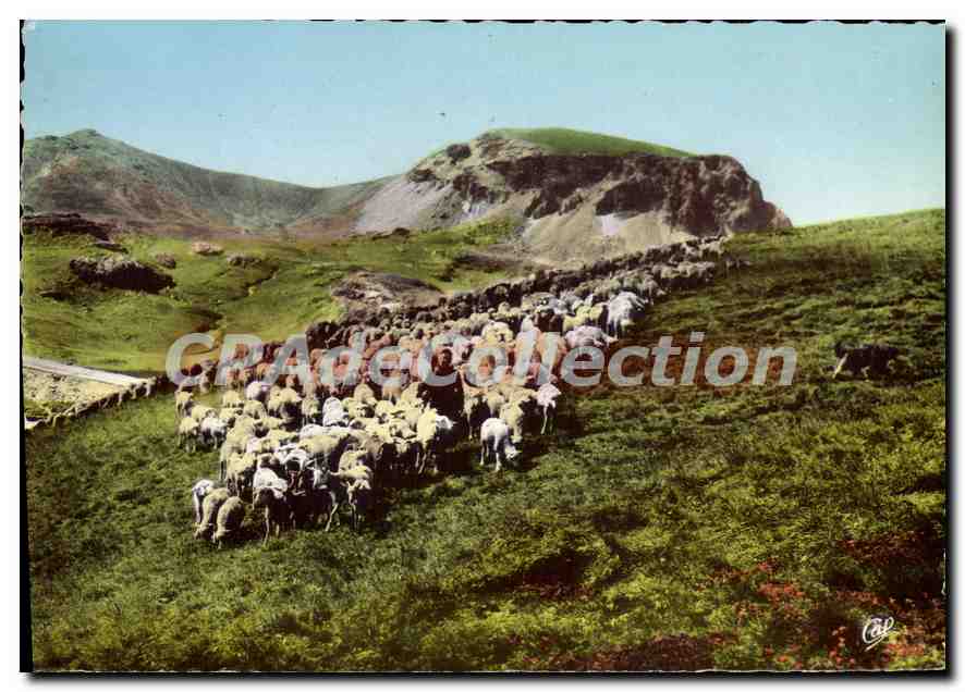 CPSM Saint Etienne de Tinee (A M) Troupeau de moutons du col de Restefond