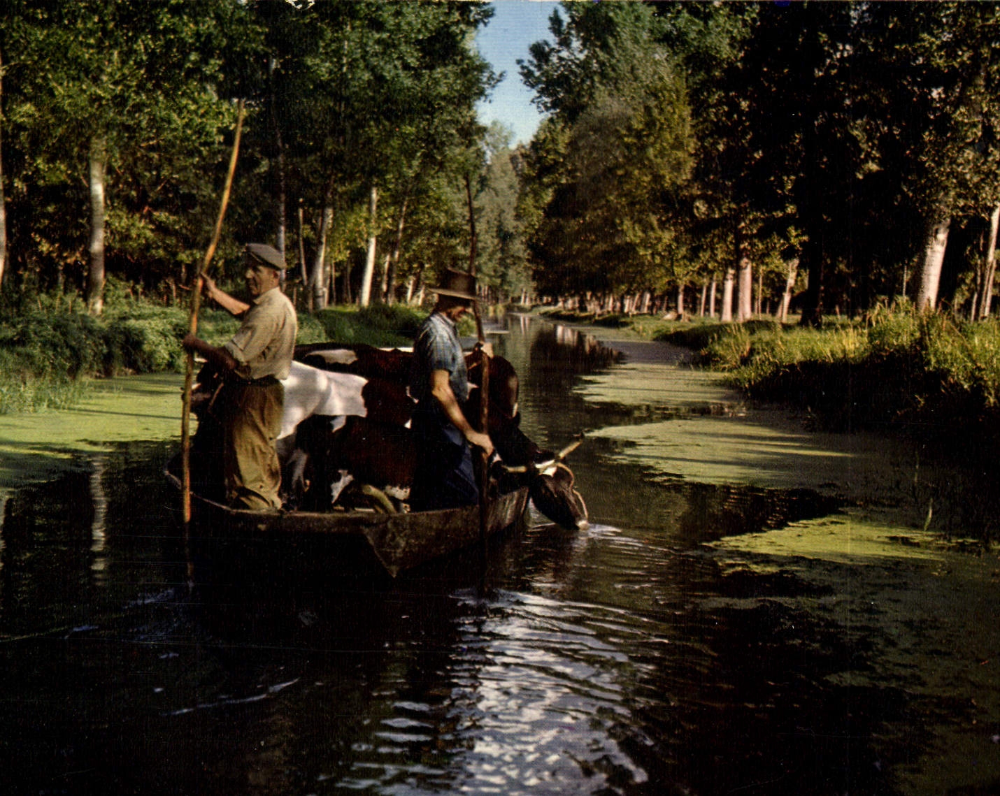 Transport d'animaux aux pâturages — Venise Verte — Éditions Modernes & Théâtres