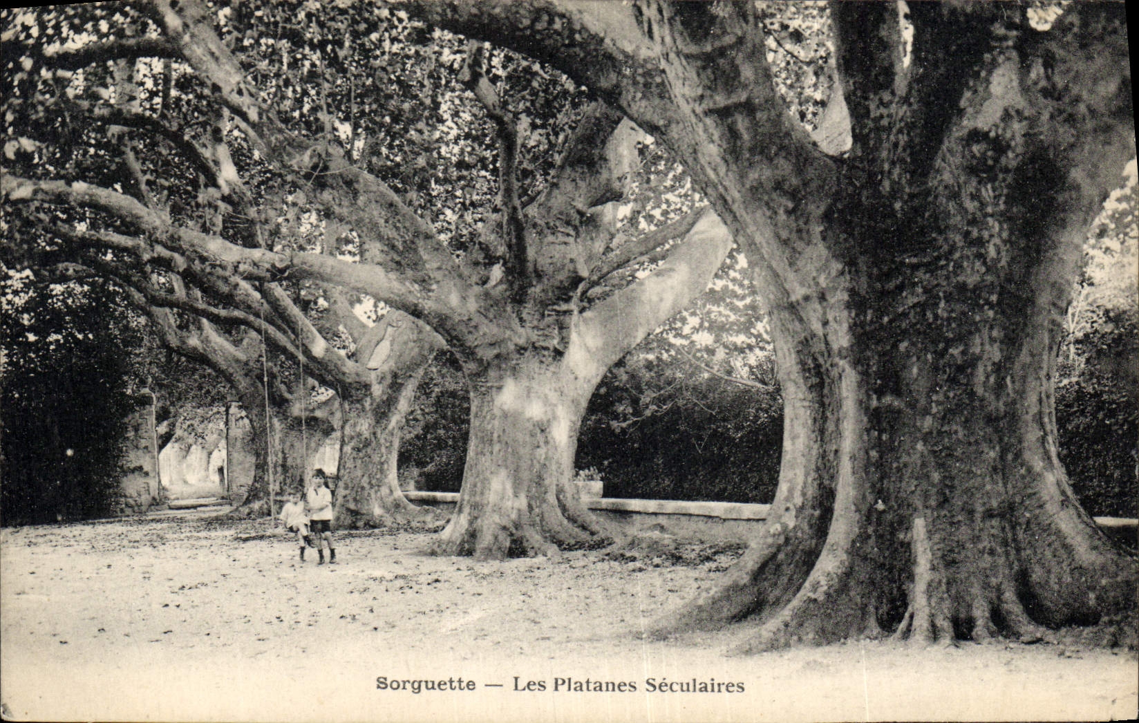 CPA Vaucluse Sorguette Les Platanes Seculaires