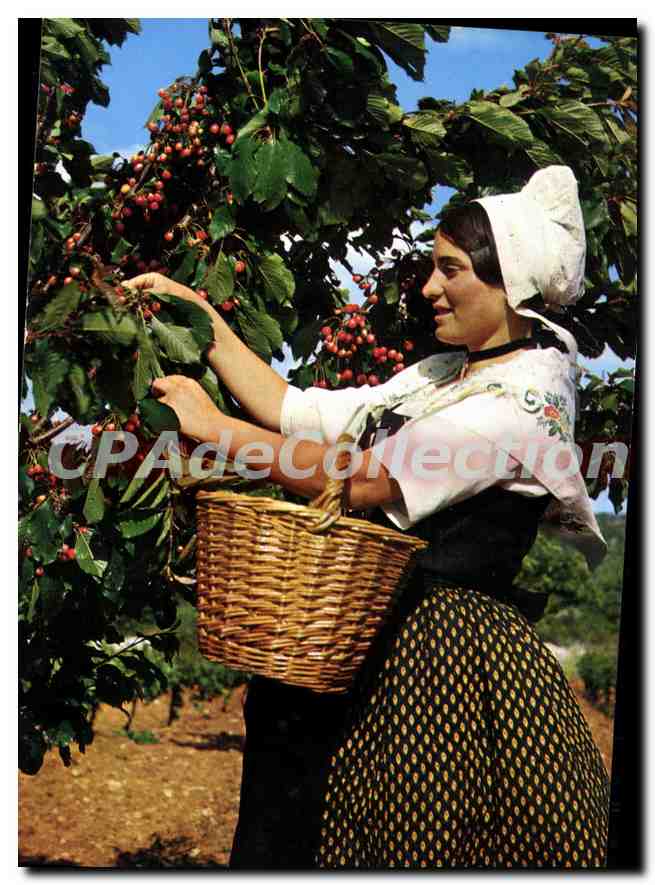 Cueillette de cerises — Les Belles Images de Provence, N° 3082 — Éditions de Provence G.A.L.