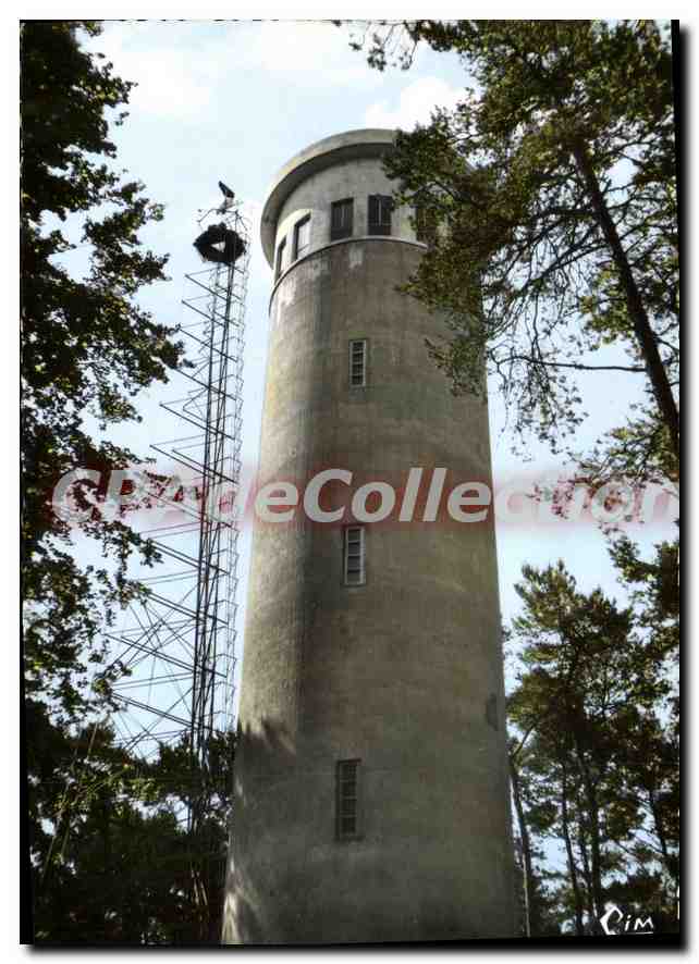 CPSM Foret de Perseigne Sarthe Le Belvedere 