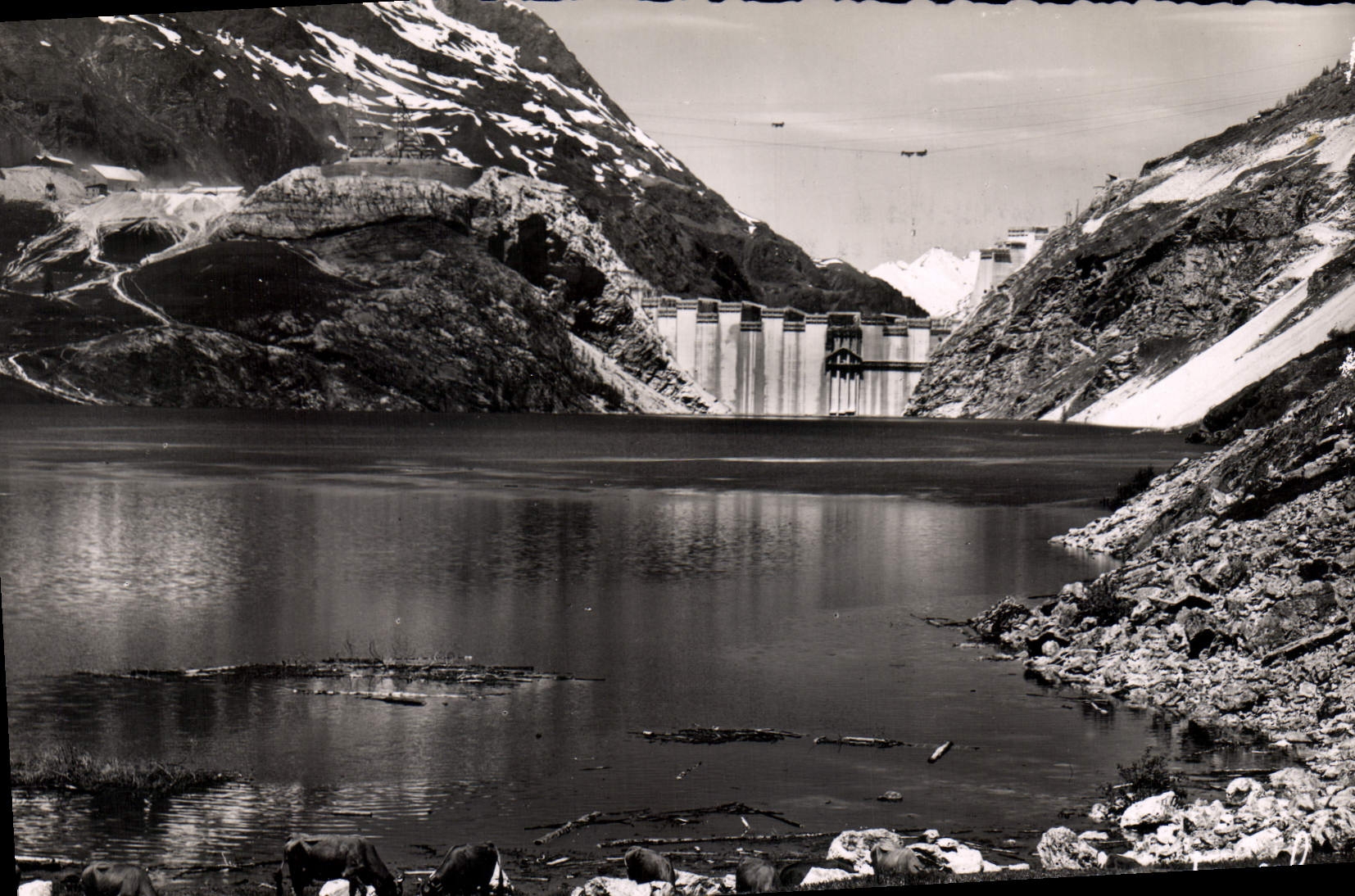 CPSM Tiones Savoie le Barrage Troupeaux au bord du lac 
