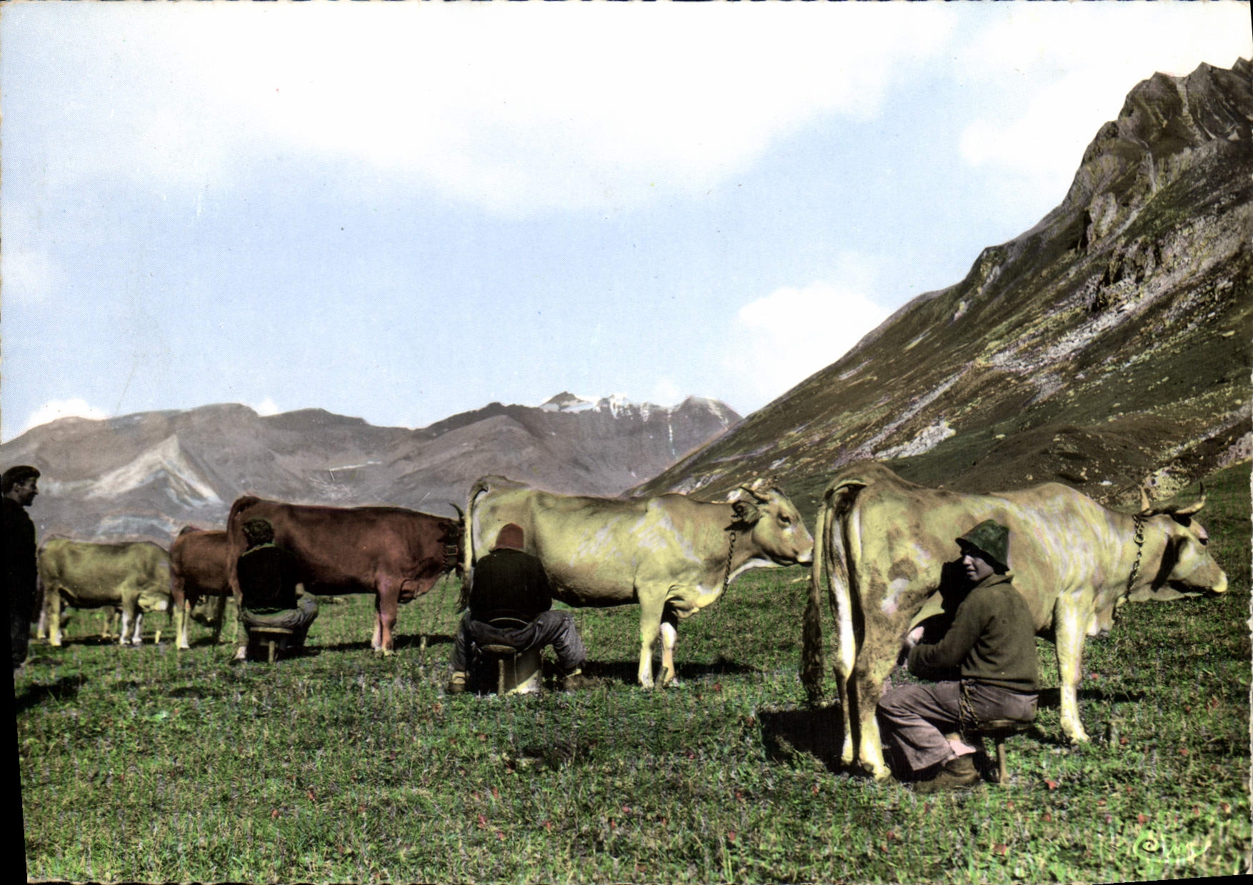 CPSM Savoie Vallee de la Haute Tarentaise la Traite des tarentaise et Tarines le soir 