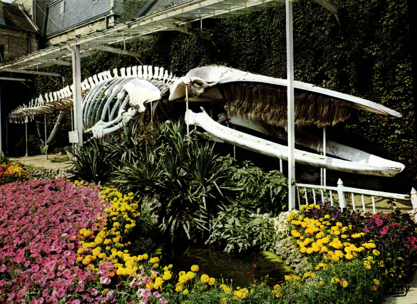 Walskelett — Stadtpark von Luc-sur-Mer — Normandes Editions
