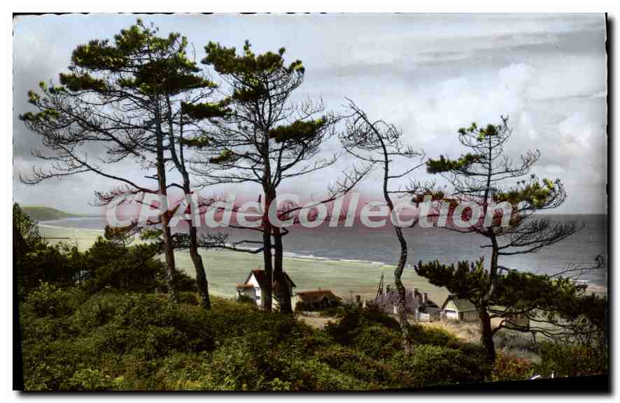 Blonville-sur-Mer — Blick auf die Küste durch die Kiefern — Editions Gaby