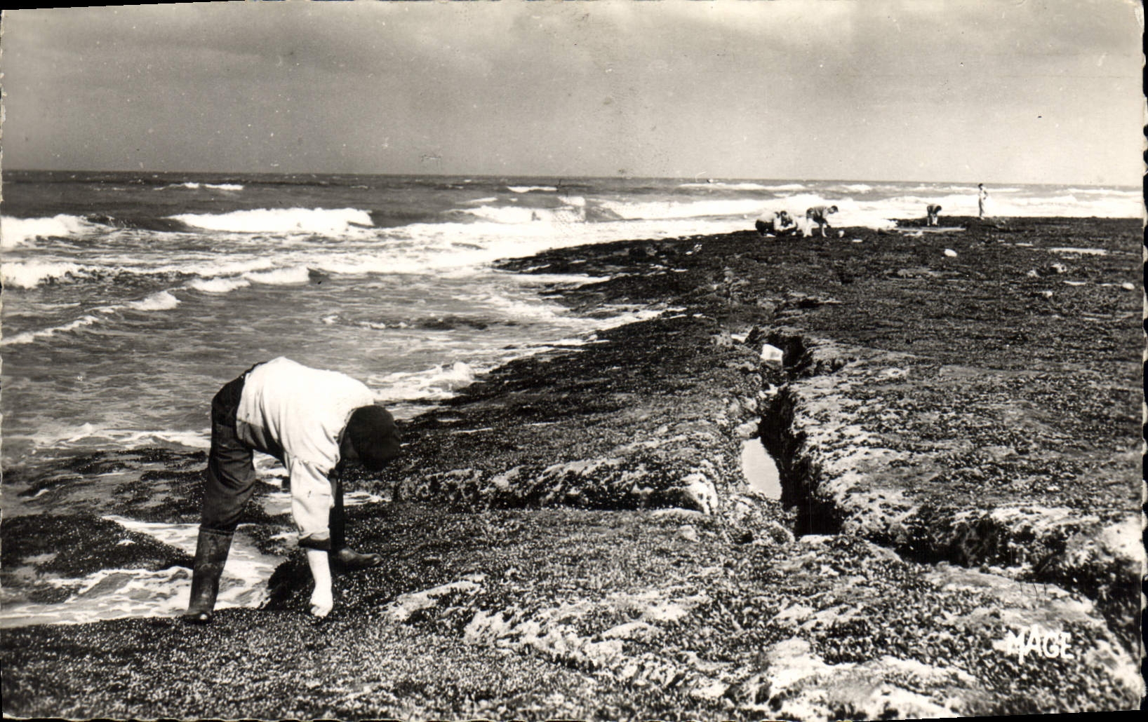 CPA Le Portel P de C Cueillette des moules 