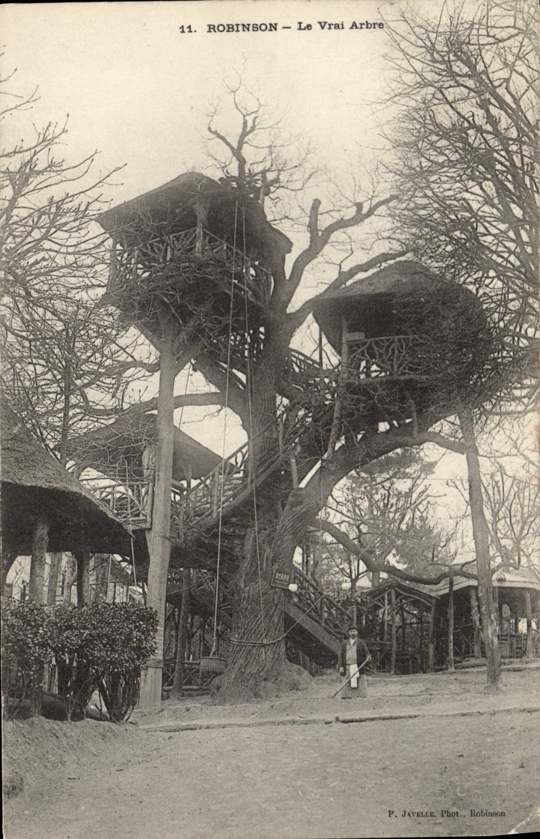 CPA Robinson Le Vrai Arbre