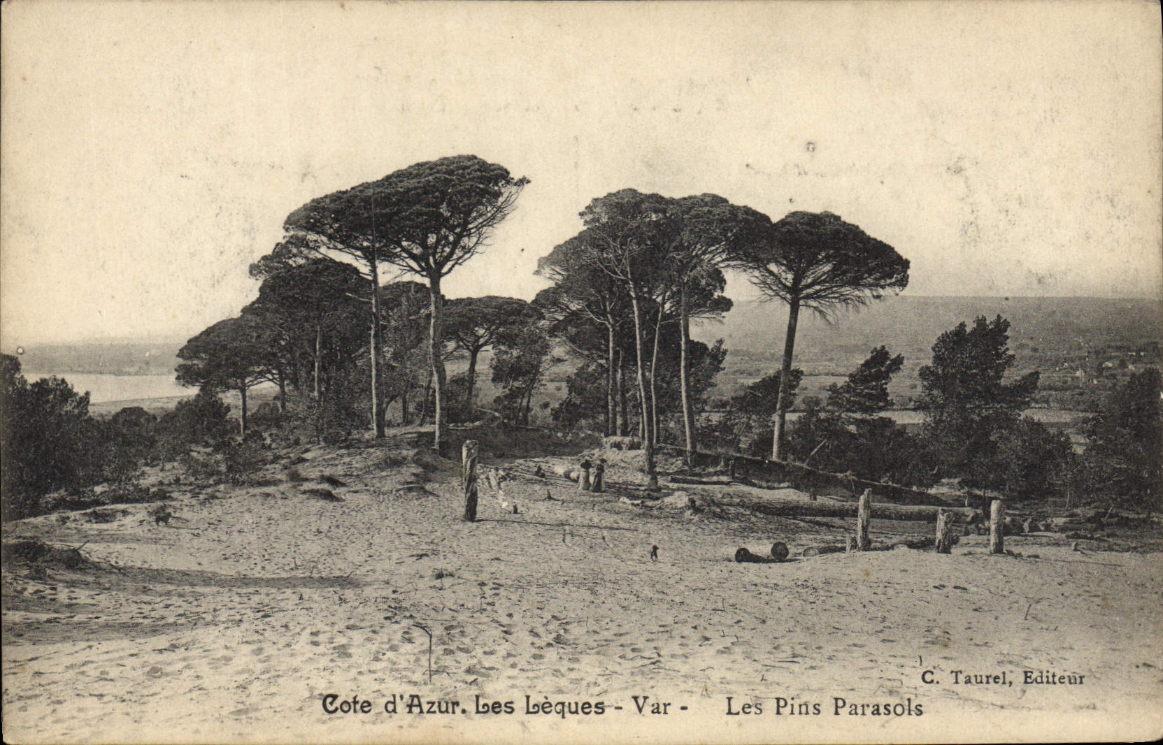 CPA Les Lecques Var Les Pins Parasols