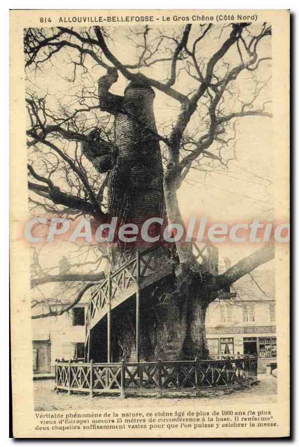 CPA Allouville Bellefosse Le Gros Chene Cote Nord 