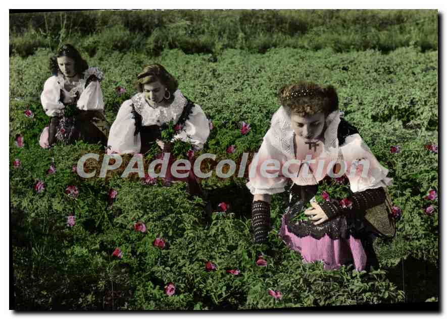 CPSM Cote D'Azur La cueillette des roses par de jeunes paysannes