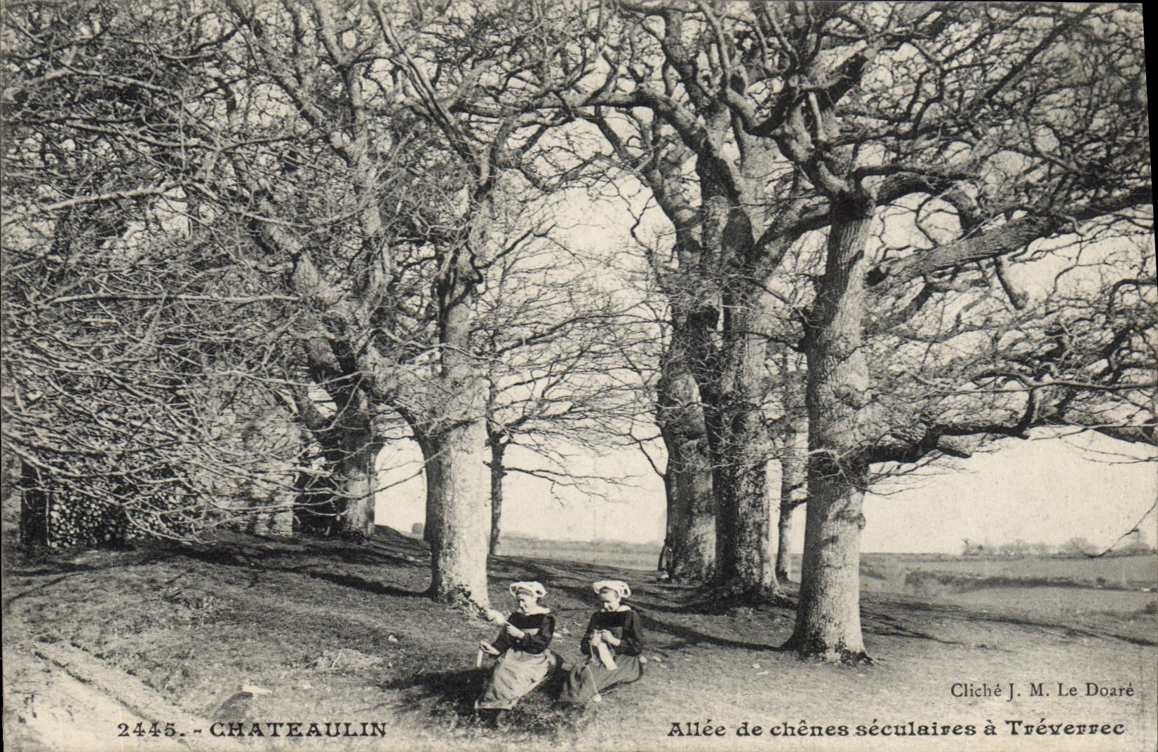 CPA Chateaulin Allee de chenes seculaires à Treverrec