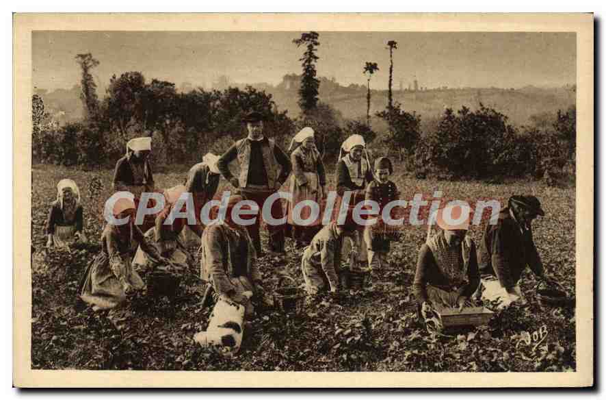CPA Plougastel Daoulas la Cueillette des Fraises 