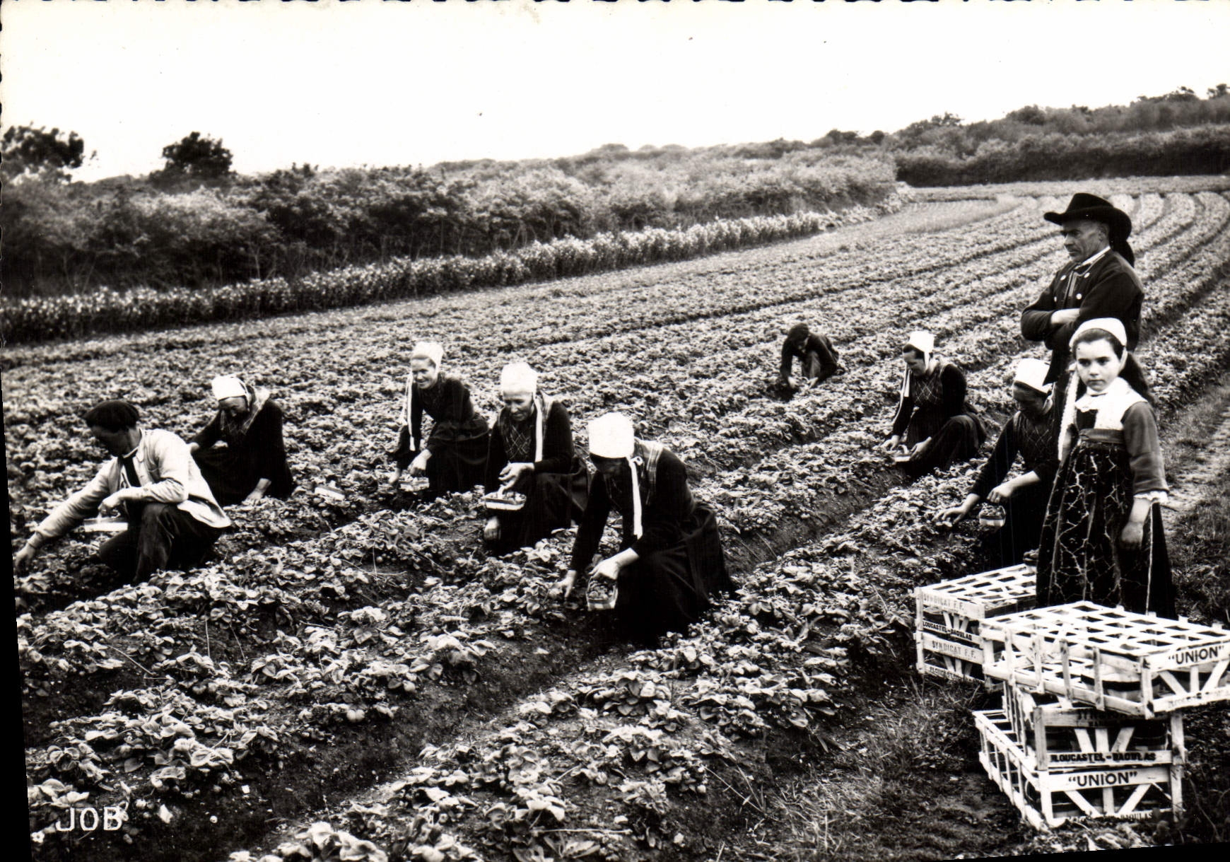 Bretagne - Himbeerpflücken in Plougaastel — JOB
