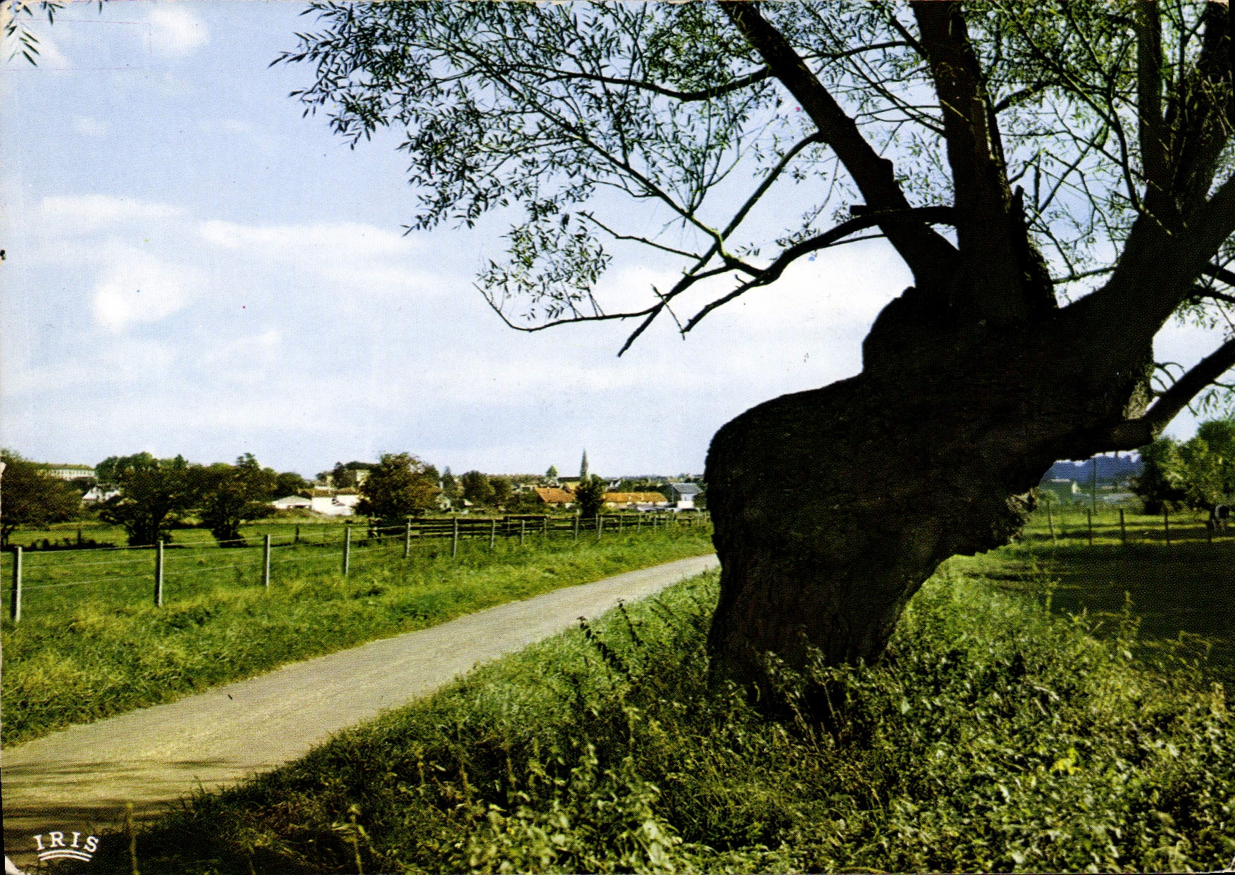 Arbre solitaire au bord d'une route — Coulommiers (Seine-et-Marne) — IRIS