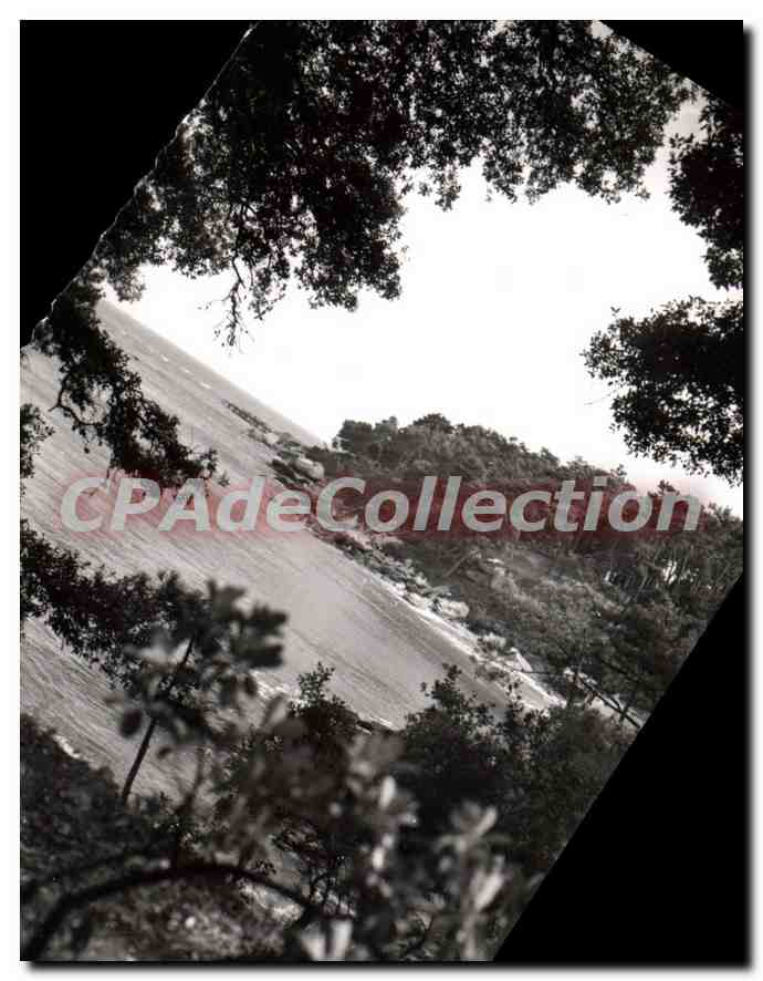 CPA Ile de Noirmoutier (Vendee) Paysage a travers le bois de a Chaize